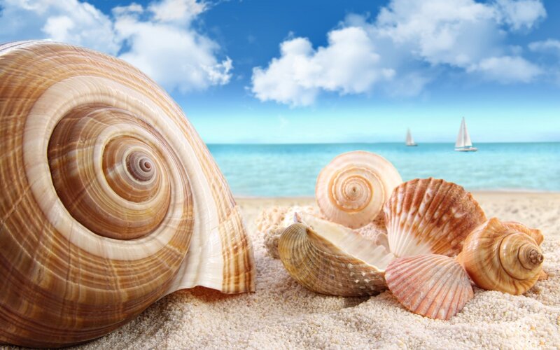 Seashells on Beach — Blue, Serene, Afternoon