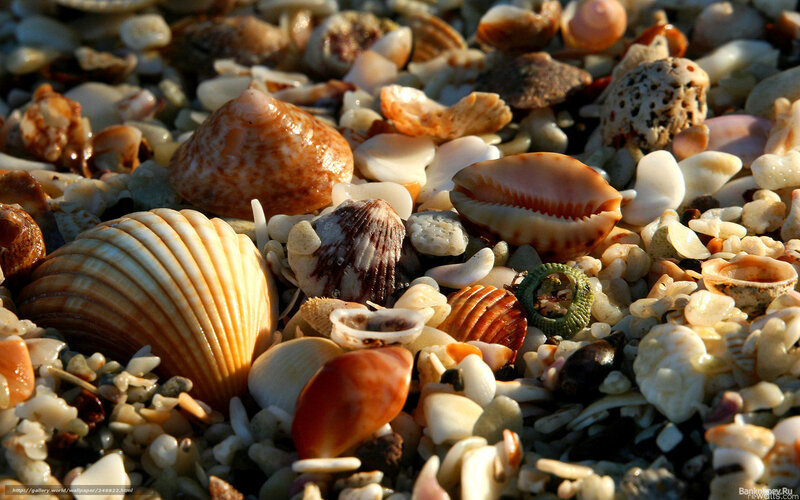 Seashells on Beach — Brown, Natural