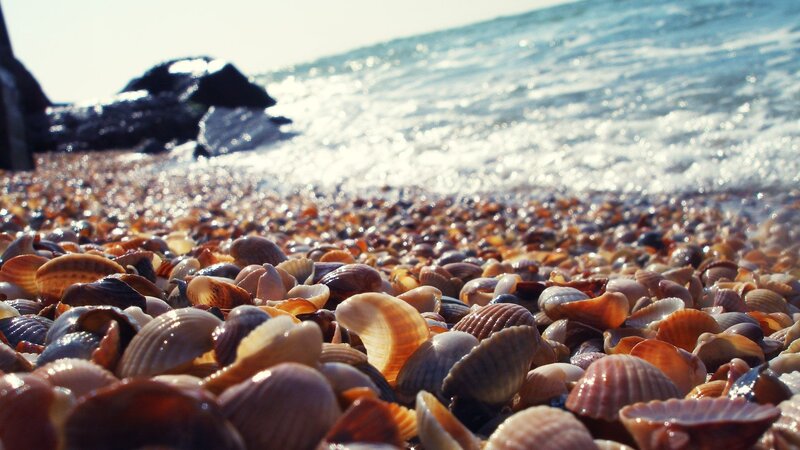 Seashells on Beach — Brown, Serene, Afternoon, Photograph