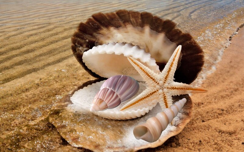 Seashells on Beach — Brown, Serene, Afternoon