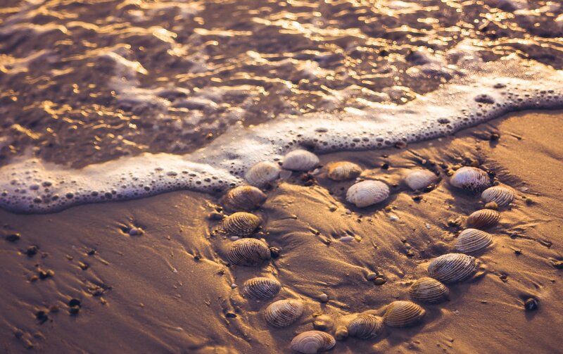 Seashells on Beach — Brown