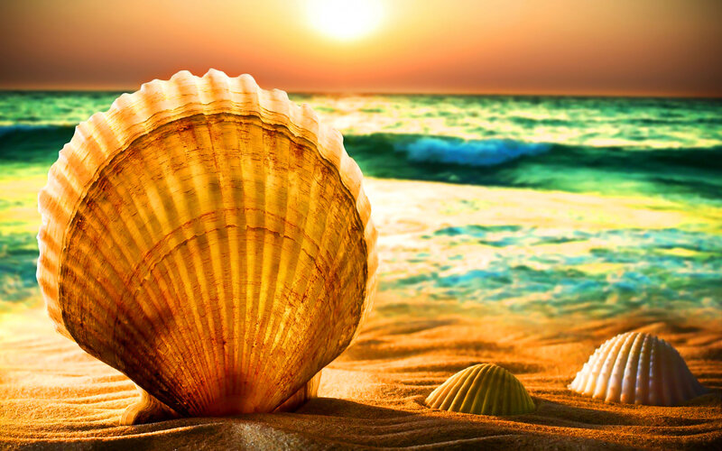 Seashells on Beach — Gold
