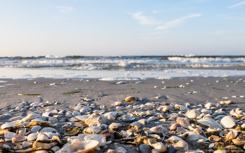 Seashells on Beach — Gray, Calm