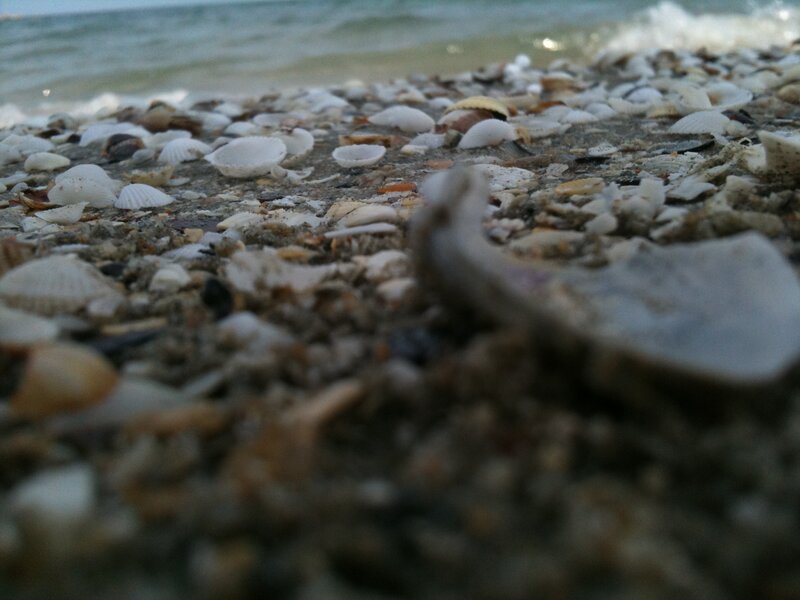 Seashells on Beach — Gray