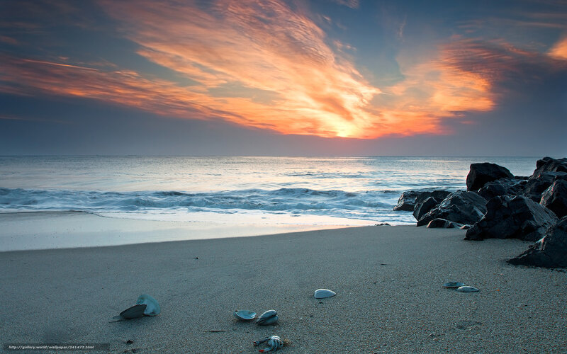 Seashells on Beach — Orange, Serene