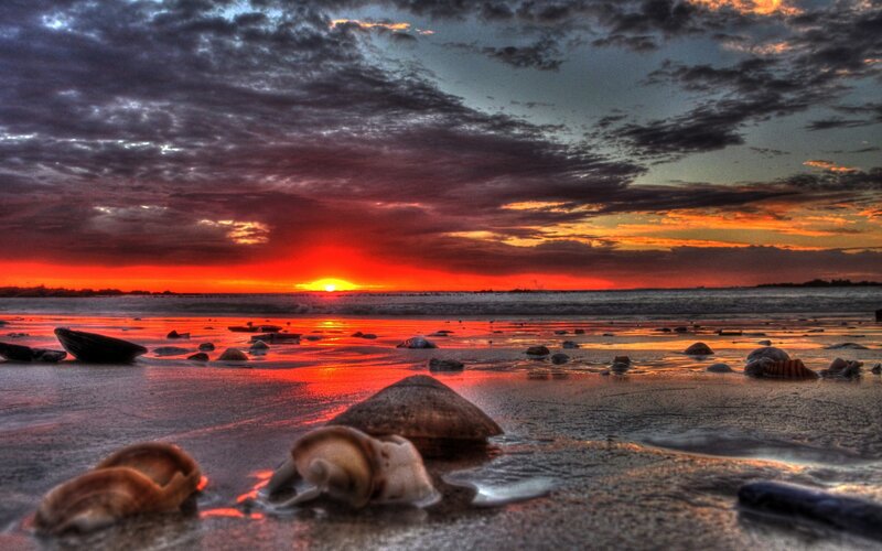 Seashells on Beach — Red