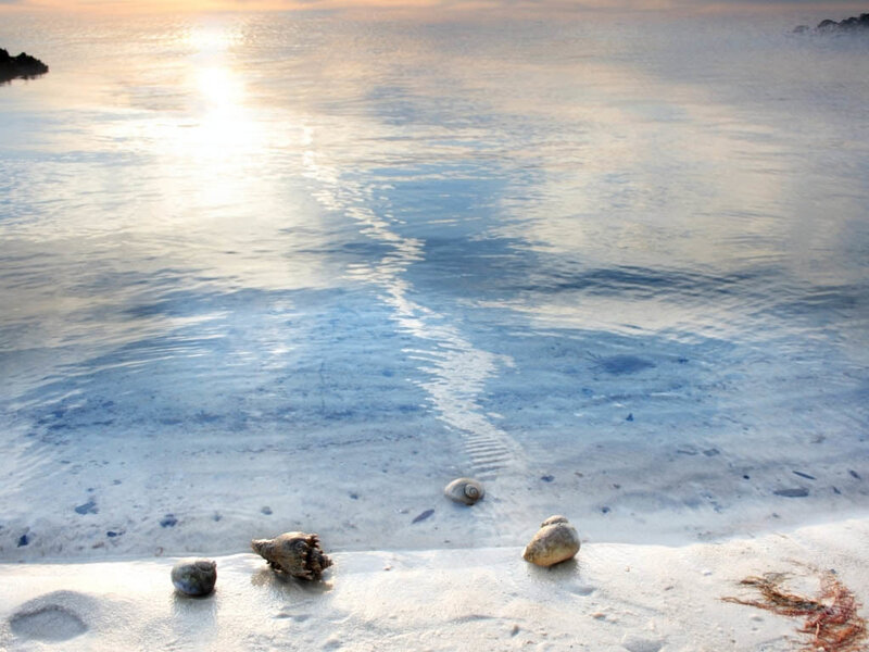 Seashells on Beach
