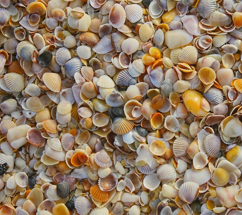 Seashells on Beach — White, Calm, Afternoon