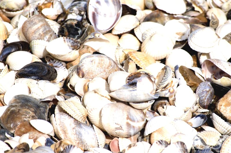 Seashells on Beach — White, Calm