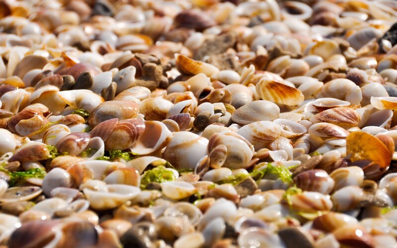 Seashells on Beach — White, Natural, Afternoon