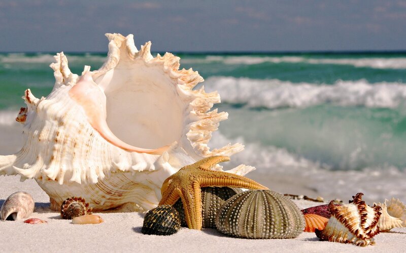 Seashells on Beach — White, Serene, Afternoon, Photograph, Starfish, Sand, Ocean, Waves, Blue