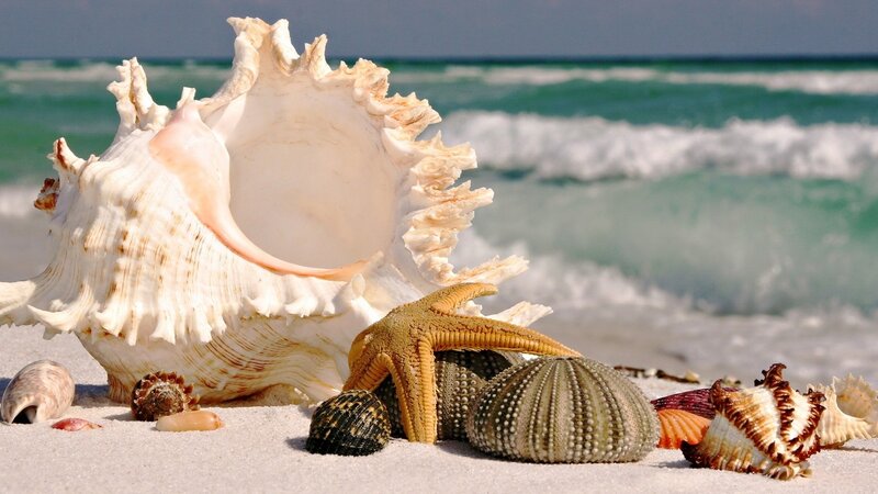 Seashells on Beach — White, Serene, Afternoon, Photograph, Starfish, Sand, Ocean, Waves, Green