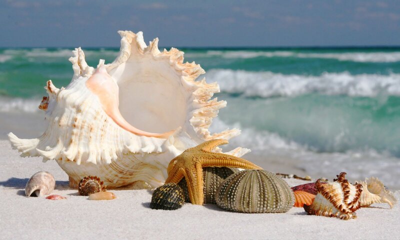 Seashells on Beach — White, Serene, Afternoon, Photograph, Starfish, Sand, Ocean, Waves