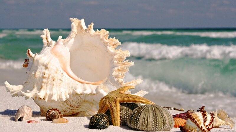 Seashells on Beach — White, Serene, Afternoon, Photograph, Starfish