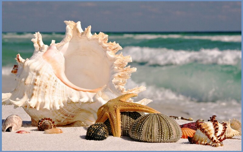 Seashells on Beach — White, Serene, Afternoon, Photograph