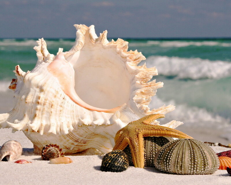 Seashells on Beach — White, Serene, Afternoon