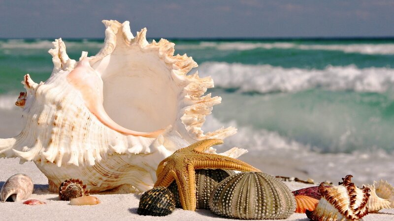 Seashells on Beach — White, Serene