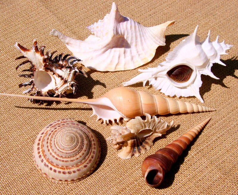 Seashells on Burlap