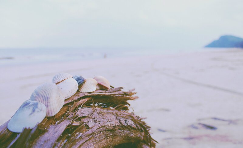 Seashells on Driftwood