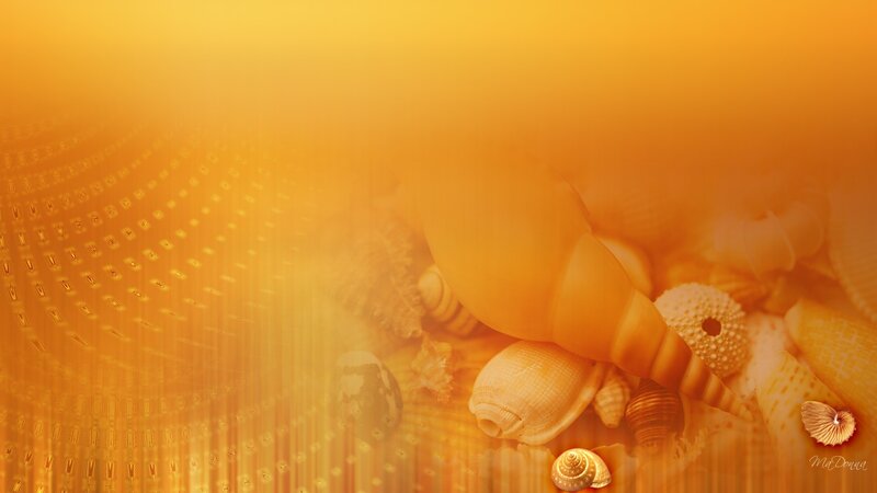 Seashells on Golden Sand