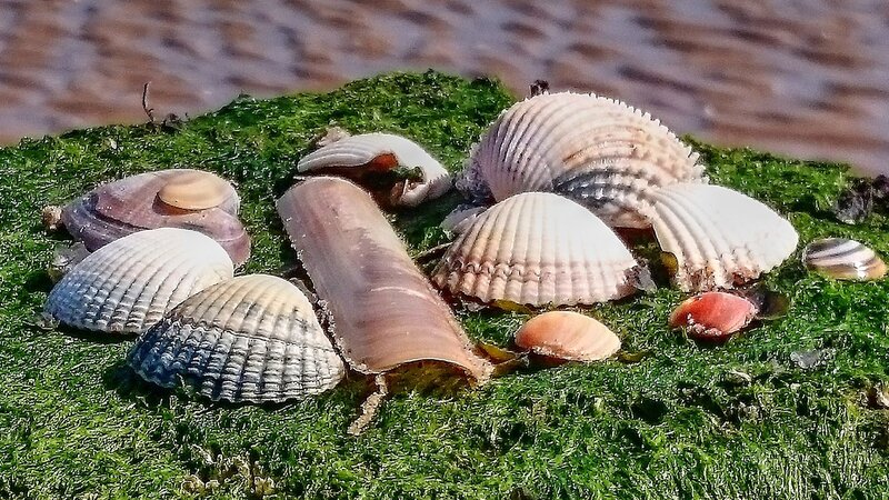 Seashells on Green Algae