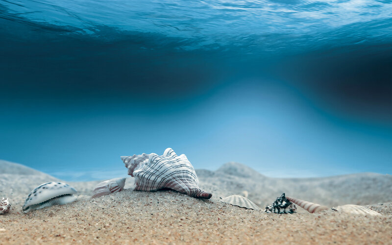 Seashells on Ocean Floor