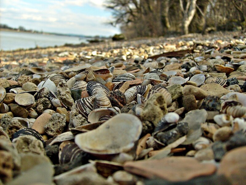 Seashells on Pebble Beach