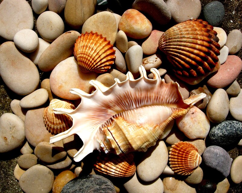 Seashells on Pebbles — Beige, Calm