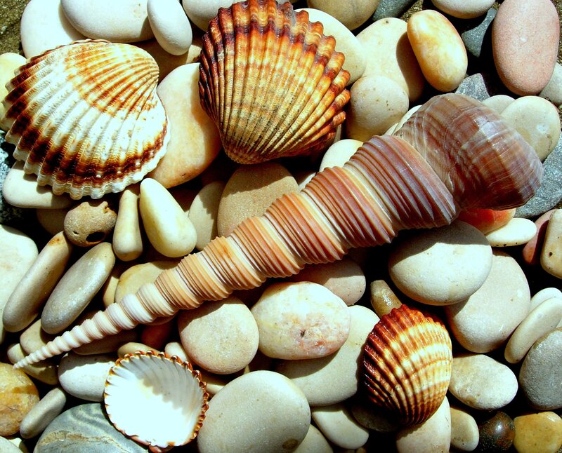 Seashells on Pebbles — Beige, Natural
