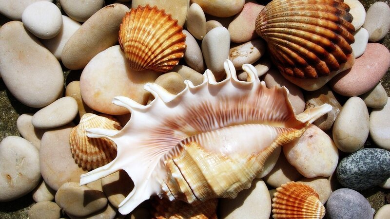 Seashells on Pebbles — Beige, Serene, Afternoon, Photograph, Shells
