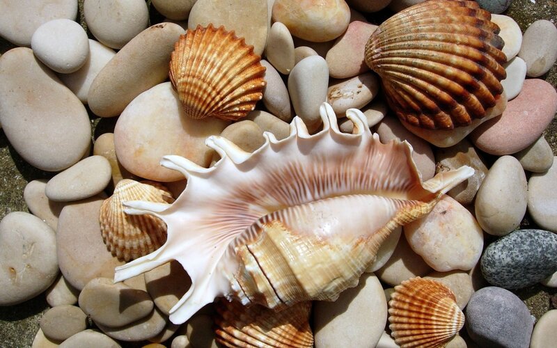 Seashells on Pebbles — Beige, Serene