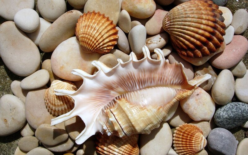Seashells on Pebbles — Beige