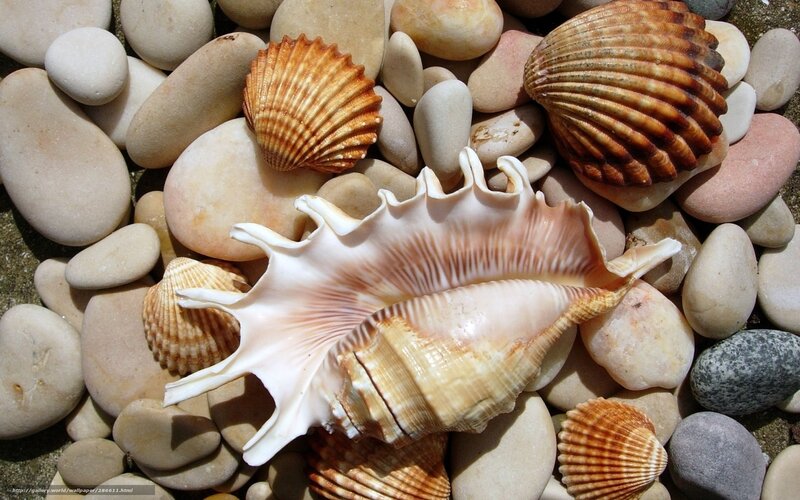 seashells on pebbles