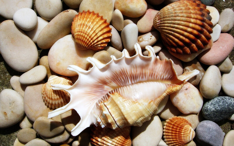 Seashells on Pebbles — White, Serene
