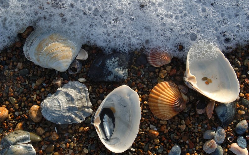 Seashells on Pebbles — White