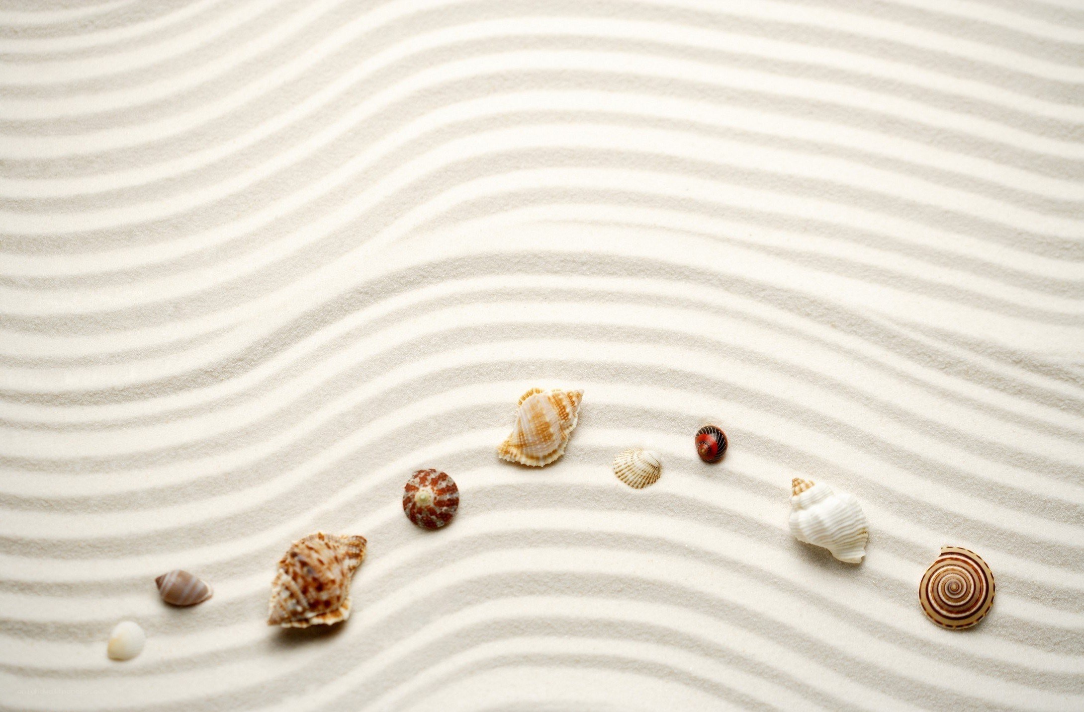 Seashells on raked sand
