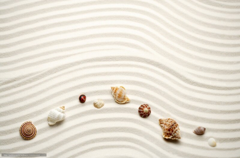 Seashells on raked sand