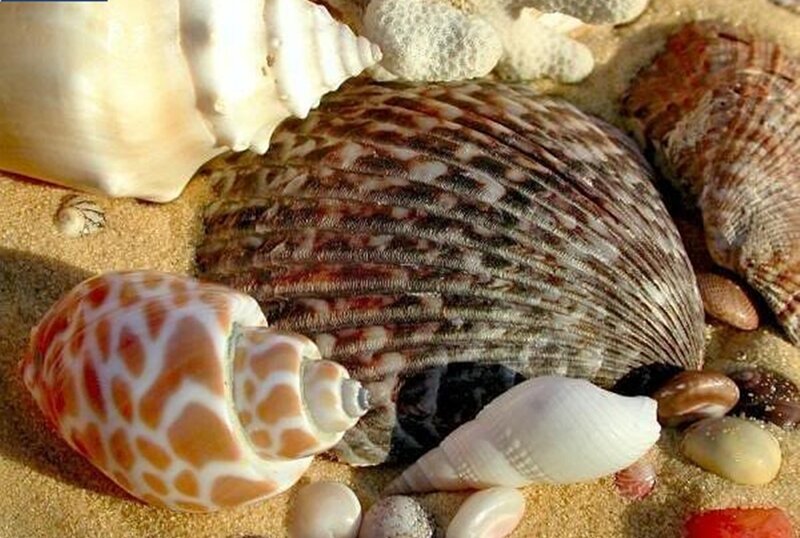 Seashells on Sand — Beige, Calm, Afternoon, Photograph, Pebbles