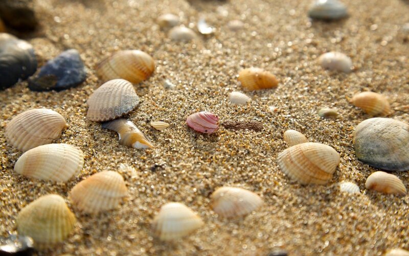 Seashells on Sand — Beige, Calm, Afternoon, Photograph, Shells, Pebbles