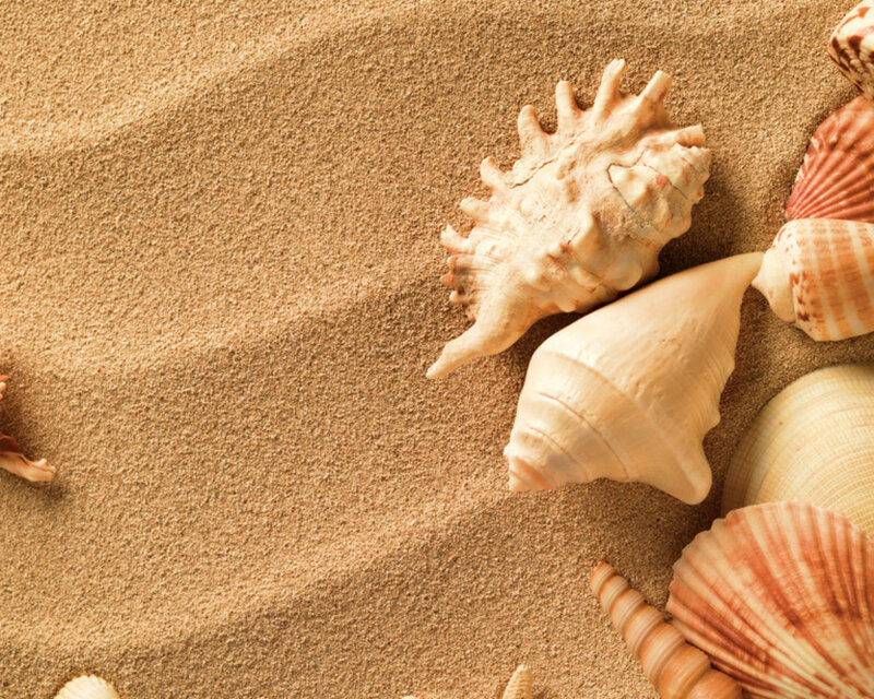 Seashells on Sand — Beige, Calm, Afternoon, Photograph, Shells