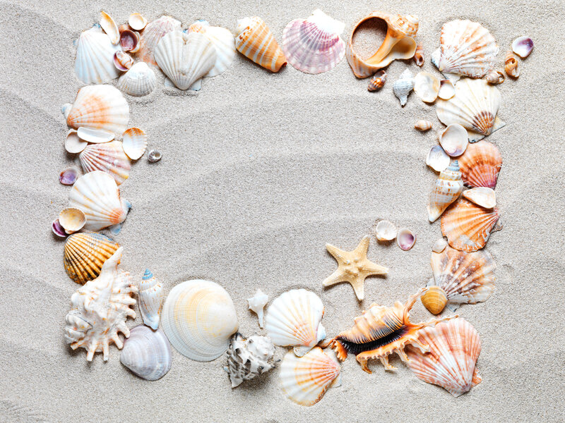 Seashells on Sand — Beige, Calm, Afternoon, Photograph, Starfish