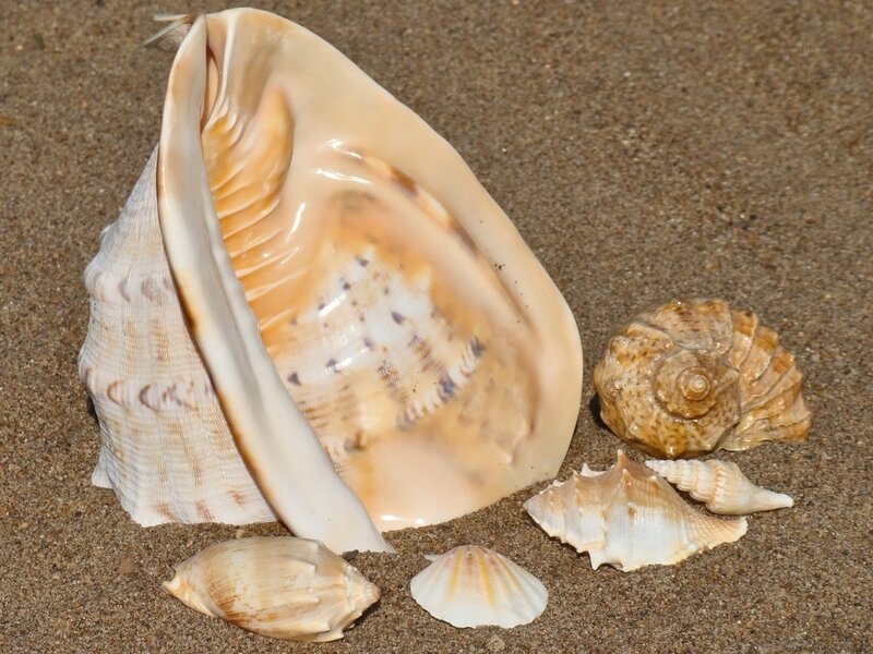 Seashells on Sand — Beige, Calm, Afternoon, Photograph