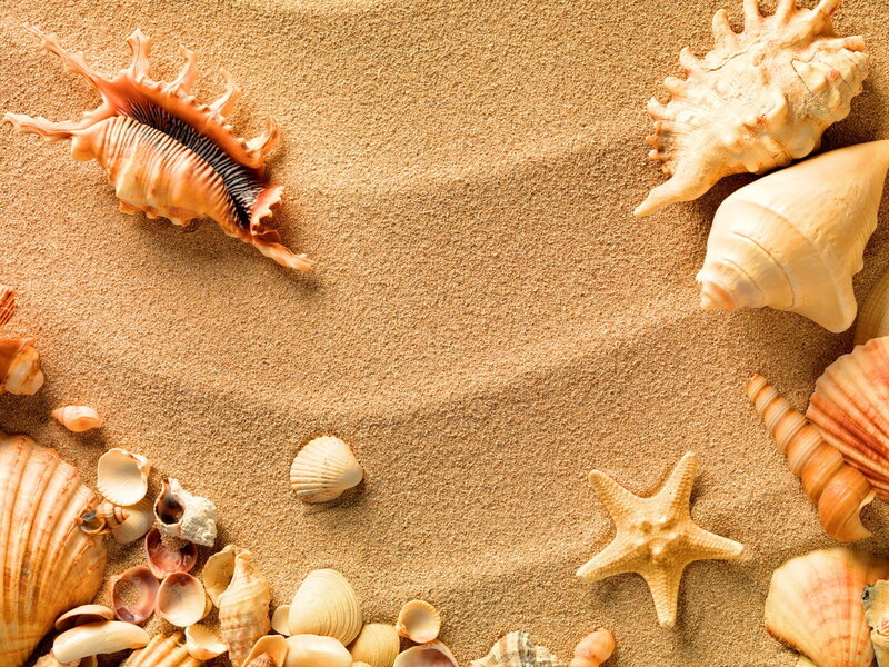 Seashells on Sand — Beige, Calm, Afternoon