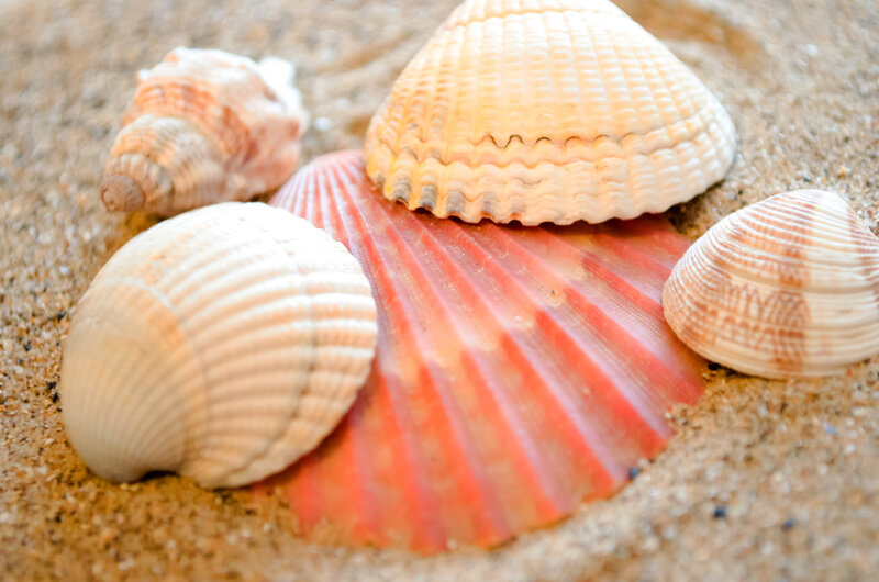 Seashells on Sand — Beige, Calm, Photograph, Shell