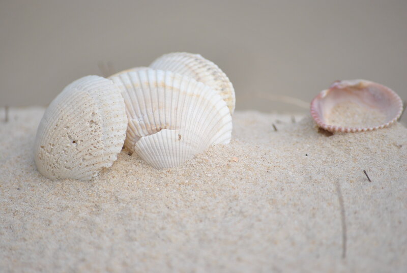 Seashells on Sand — Beige, Calm, Photograph, Shell, White