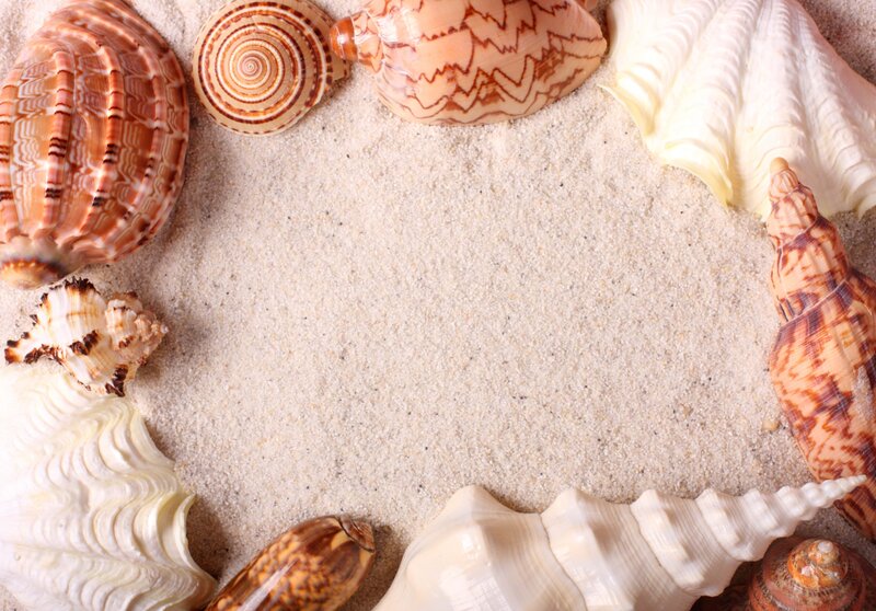 Seashells on Sand — Beige, Calm, Photograph, Shells