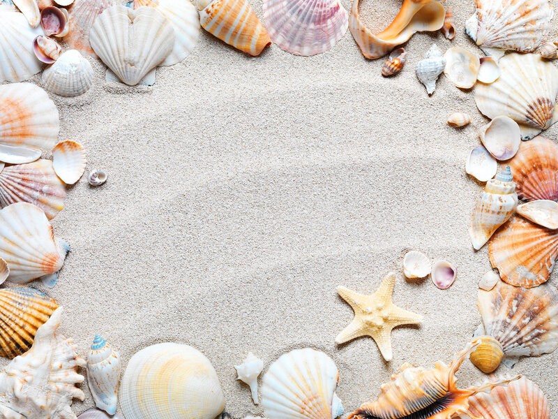 Seashells on Sand — Beige, Calm, Photograph, Starfish