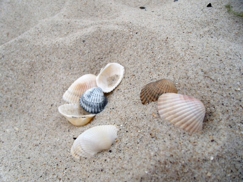Seashells on Sand — Beige, Calm, Photograph