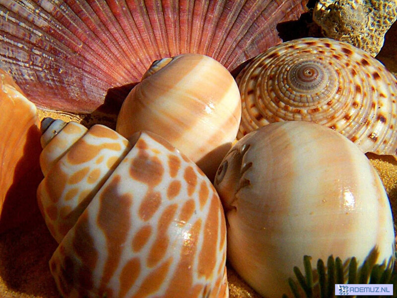 Seashells on Sand — Beige, Natural, Afternoon