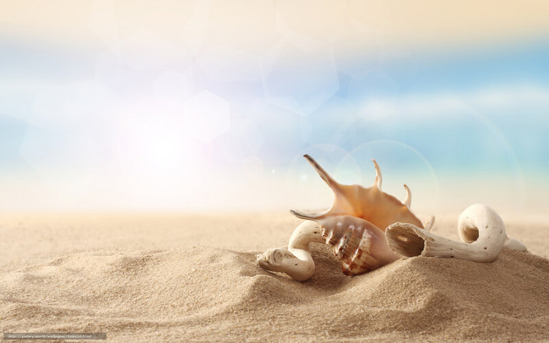Seashells on Sand — Beige, Serene, Afternoon, Photograph, Shell